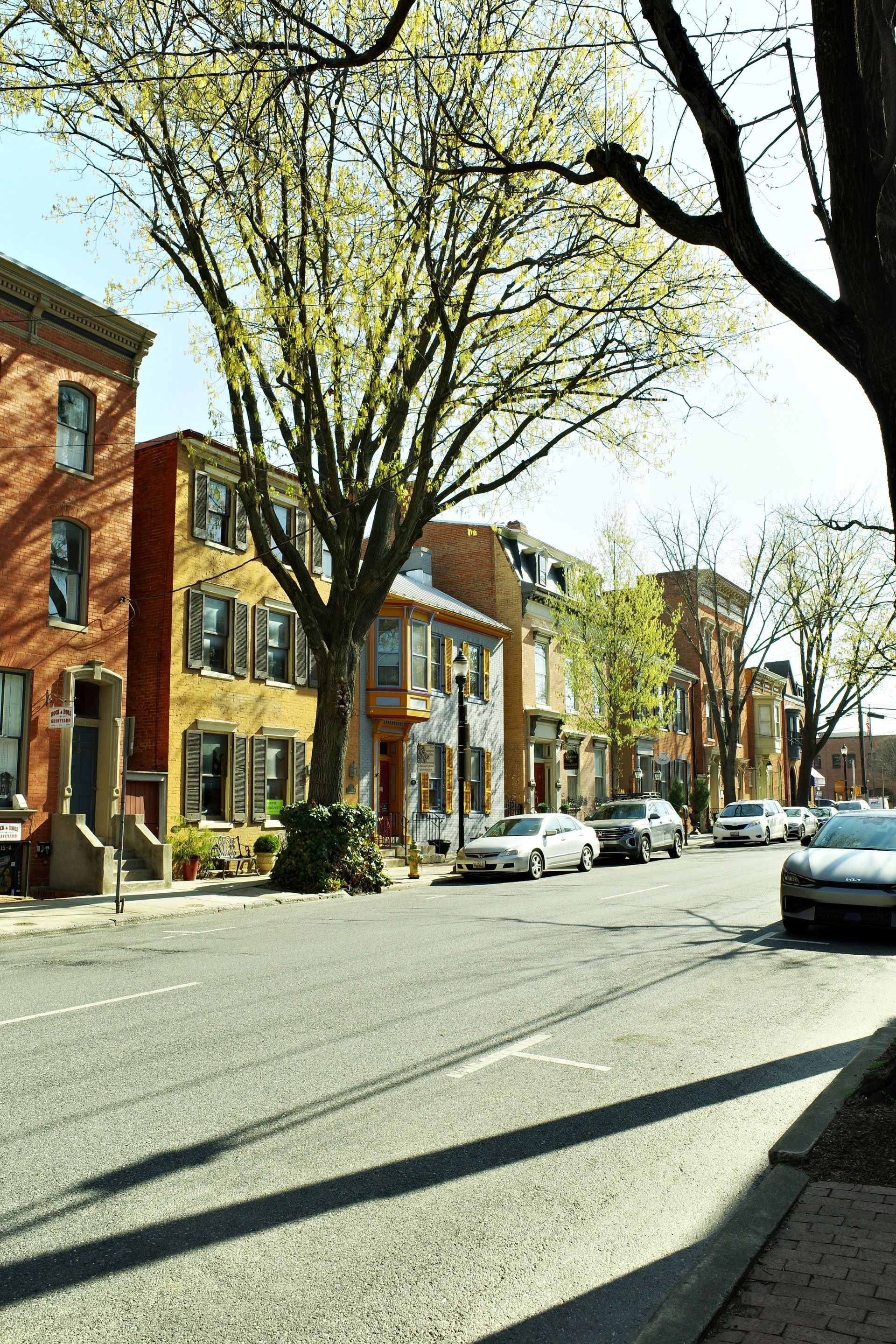 A serene street scene in Frederick, Maryland, showcasing classic row houses under blossoming trees.